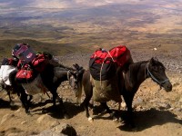 ararat-7